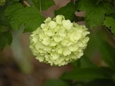 Enlarge photo 163