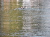 Enlarge photo 198