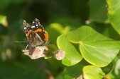 Enlarge photo 123