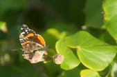 Enlarge photo 124