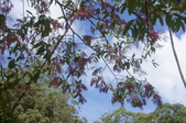 Enlarge photo 137