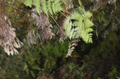Enlarge photo 260