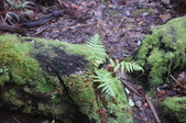 Enlarge photo 262