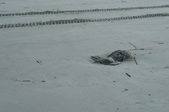 Enlarge photo 35