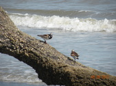 Enlarge photo 38