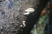 Enlarge photo 43