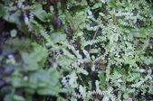 Enlarge photo 44