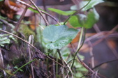 Enlarge photo 46