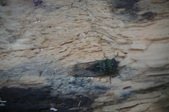 Enlarge photo 51