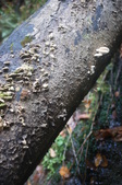 Enlarge photo 61
