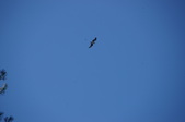 Enlarge photo 79