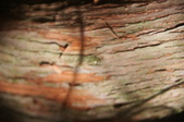 Enlarge photo 127
