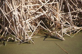 Enlarge photo 39