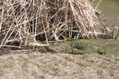 Enlarge photo 40