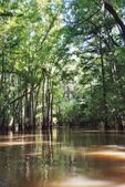 Congaree Swamp 5/30/03