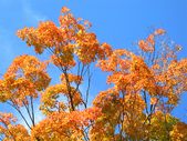 Enlarge photo 30