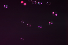 Enlarge photo 279