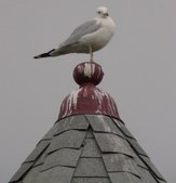 Enlarge photo 1
