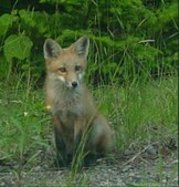Animals seen in Maine