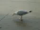 Enlarge MPEG 2