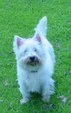 ANIMAL PHOTOS FROM SCOTLAND (2004)