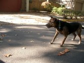 Enlarge photo 11
