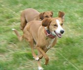 Performance Dog Boot Camp Outing