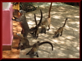 Flora and Fauna