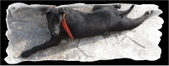Enlarge photo 53