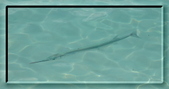 Enlarge photo 36