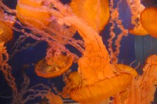 Aquarium of the Pacific