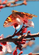 Monarch Migration 2009