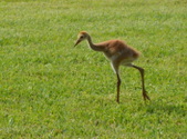 2014 Sandhill Crane Babies