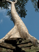 Enlarge photo 109