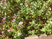 Enlarge photo 241