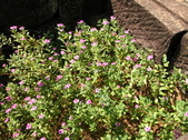 Enlarge photo 242