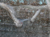 Enlarge photo 346