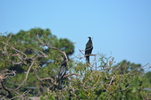 Rookery 2014