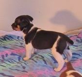 4 1/2 Weeks old