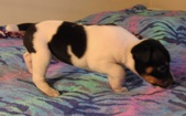 THE GIRLS: 4 1/2 Weeks old