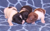 Two & a half weeks old