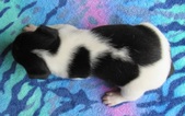Enlarge photo 7