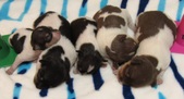 Mockingjay litter-One Week old