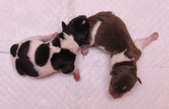 Enlarge photo 4