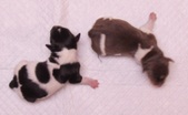 Enlarge photo 10