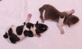 Enlarge photo 12