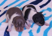 One week old