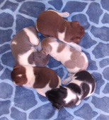 Three & a half weeks old