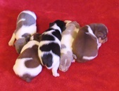 Two weeks old