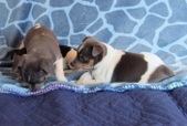 BORN 12/25/14-Silent Night litter